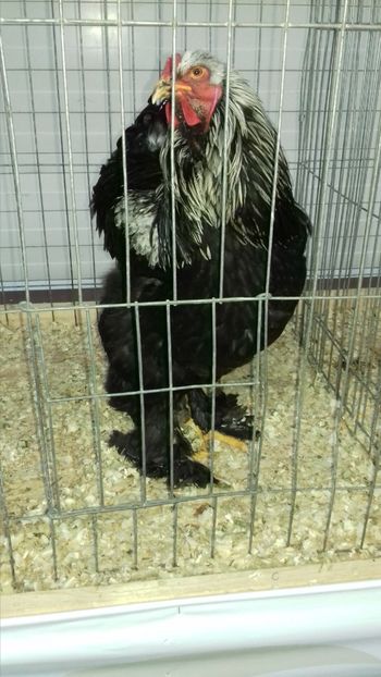  - EXPOZITIA PAJUARA OTOPENI FEBRUARIE 2018