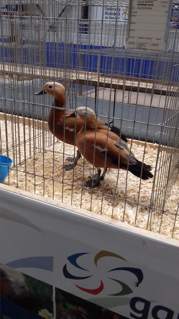  - EXPOZITIA PAJUARA OTOPENI FEBRUARIE 2018