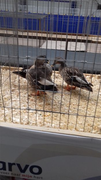  - EXPOZITIA PAJUARA OTOPENI FEBRUARIE 2018