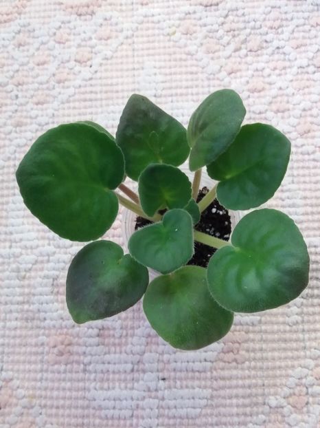 10 feb - Purple Passion