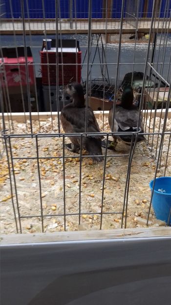  - EXPOZITIA PAJUARA OTOPENI FEBRUARIE 2018