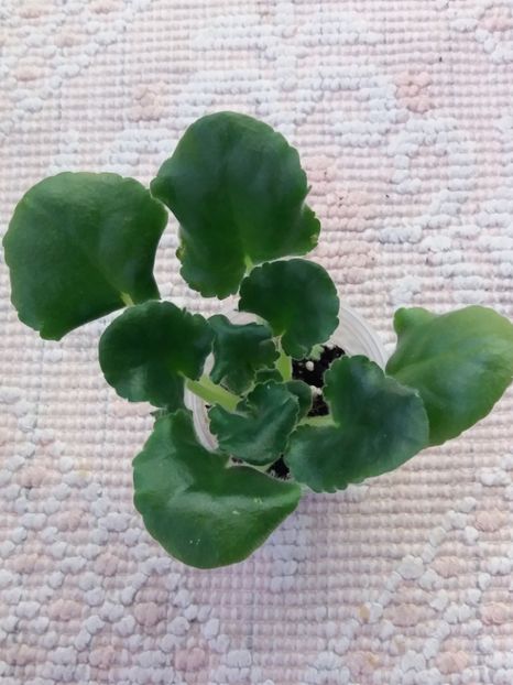 10 feb - ZZ LE Fuksijevoje Kruzevo sport