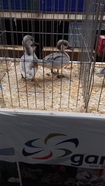  - EXPOZITIA PAJUARA OTOPENI FEBRUARIE 2018