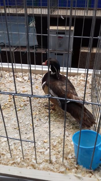  - EXPOZITIA PAJUARA OTOPENI FEBRUARIE 2018