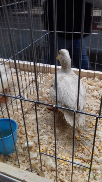  - EXPOZITIA PAJUARA OTOPENI FEBRUARIE 2018