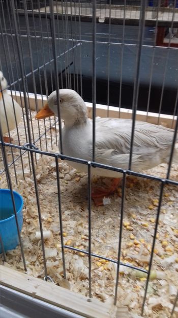  - EXPOZITIA PAJUARA OTOPENI FEBRUARIE 2018