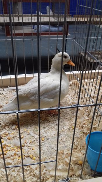  - EXPOZITIA PAJUARA OTOPENI FEBRUARIE 2018