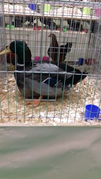  - EXPOZITIA PAJUARA OTOPENI FEBRUARIE 2018