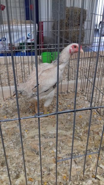  - EXPOZITIA PAJUARA OTOPENI FEBRUARIE 2018