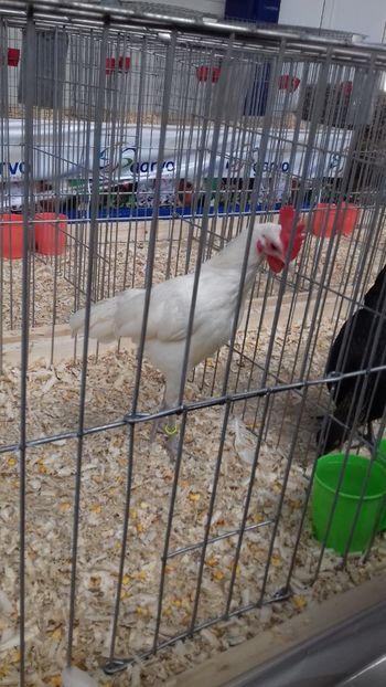  - EXPOZITIA PAJUARA OTOPENI FEBRUARIE 2018