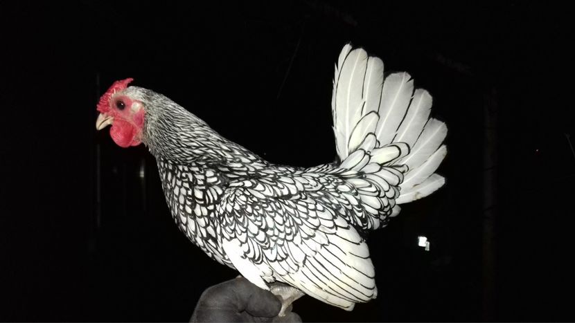  - EXPOZITIA PAJUARA OTOPENI FEBRUARIE 2018