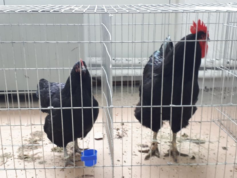  - Păsările mele în expoziția de la Deva 2018
