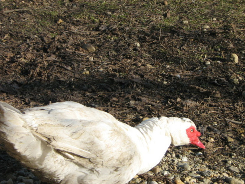  - rate lesesti-agroland