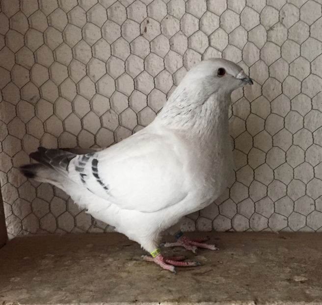 M2017 3951 - 3_1 MASCULI