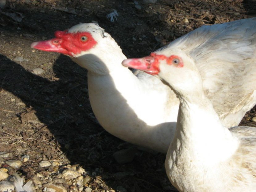  - rate lesesti-agroland