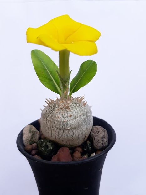 Pachypodium brevicaule - Whish list pentru viata urmatoare1