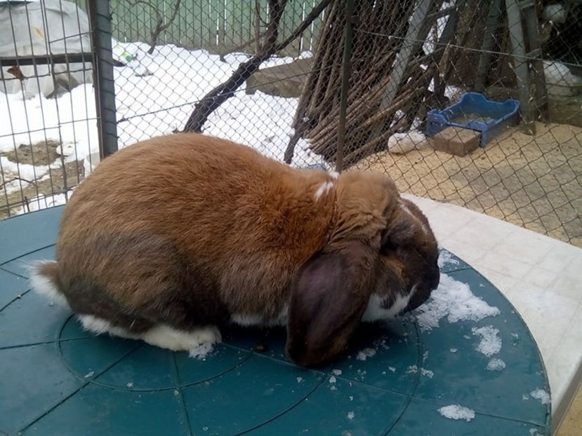  - fluture german si alte rase