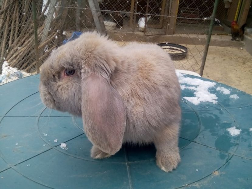  - fluture german si alte rase