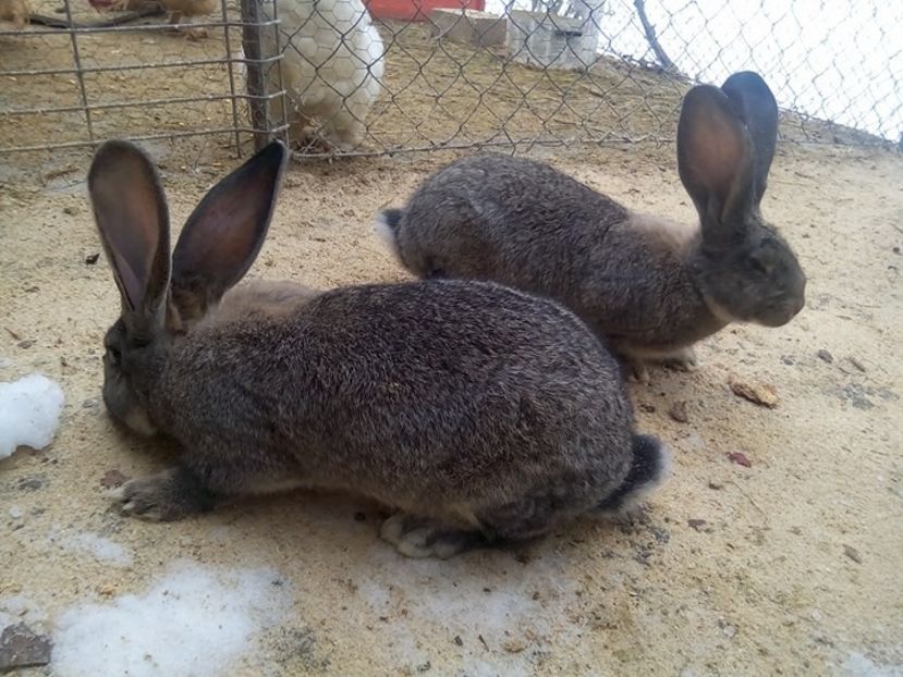  - fluture german si alte rase