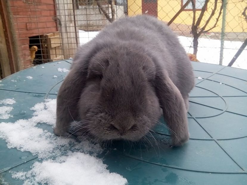  - fluture german si alte rase