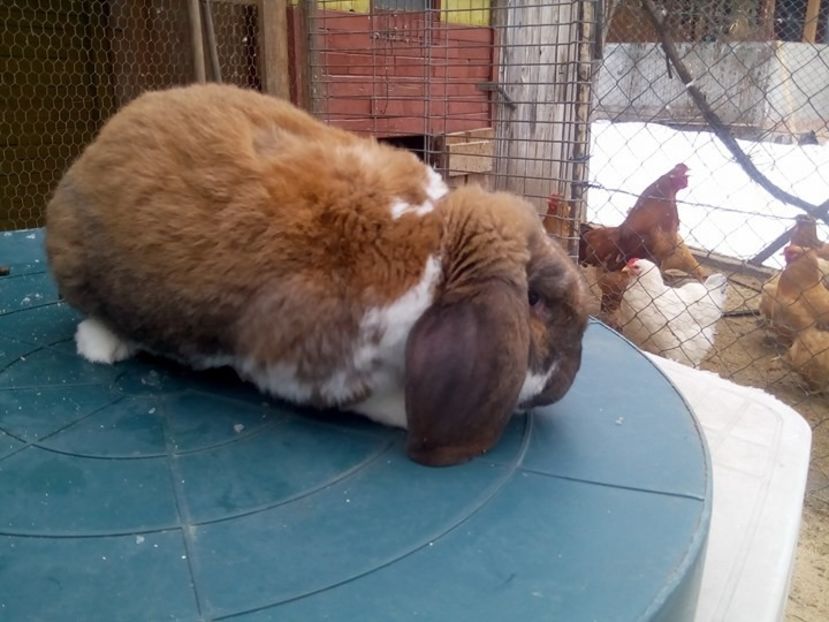  - fluture german si alte rase