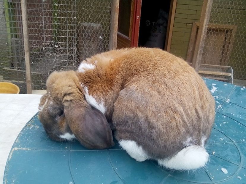  - fluture german si alte rase