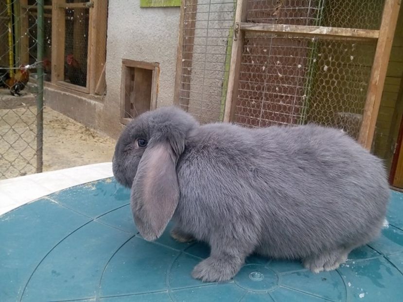  - fluture german si alte rase