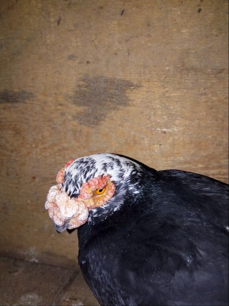 mascul 2015 - Carunculati si Berberi