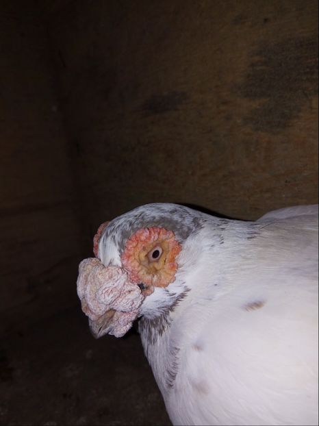 femela 2015 - Carunculati si Berberi