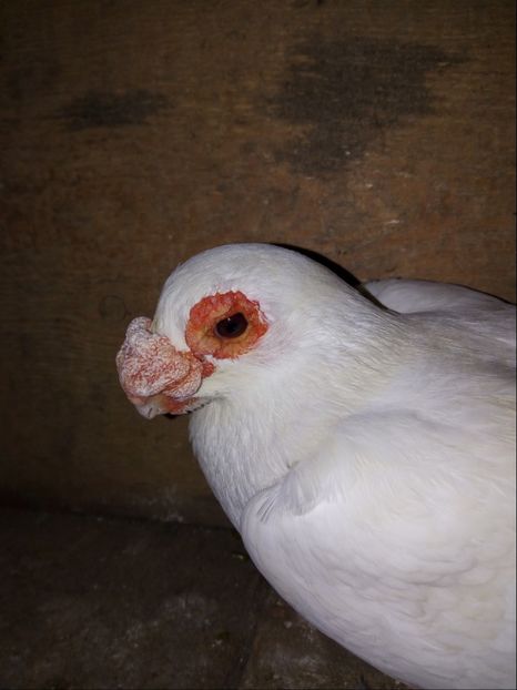 mascul 2017 - Carunculati si Berberi