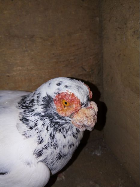 mascul 2016 - Carunculati si Berberi