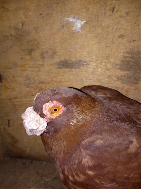 mascul 2016 - Carunculati si Berberi