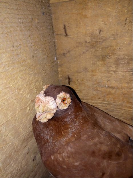 mascul 2012 - Carunculati si Berberi