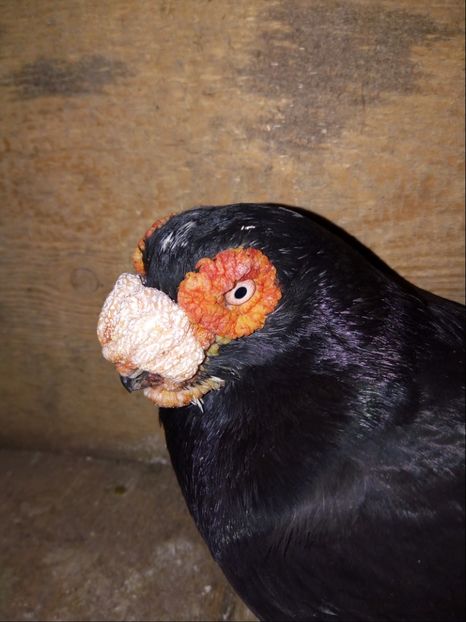 mascul 2016 - Carunculati si Berberi