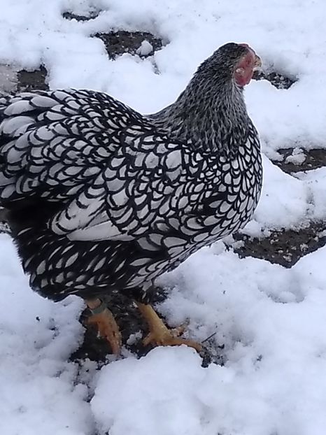  - Wyandotte argintiu pitic