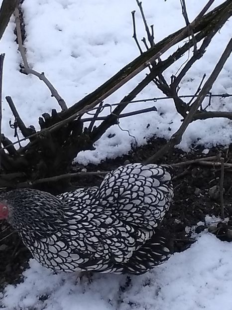  - Wyandotte argintiu pitic