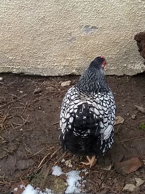  - Wyandotte argintiu pitic