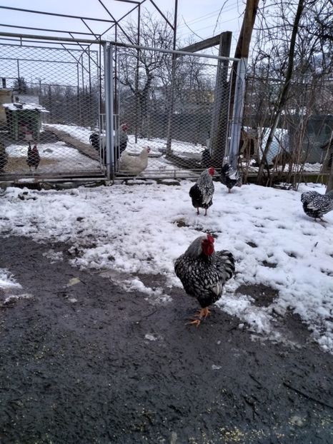  - Wyandotte argintiu pitic