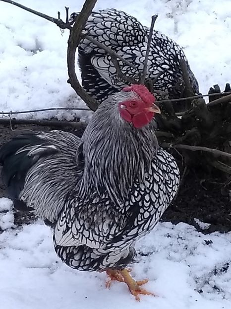  - Wyandotte argintiu pitic