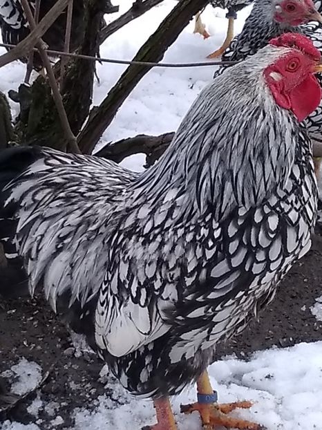  - Wyandotte argintiu pitic