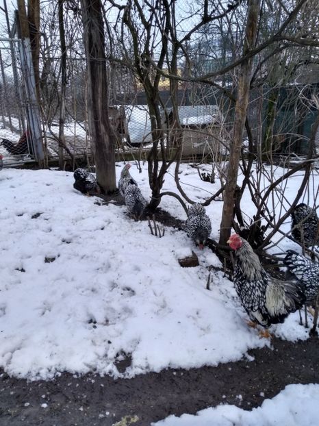  - Wyandotte argintiu pitic