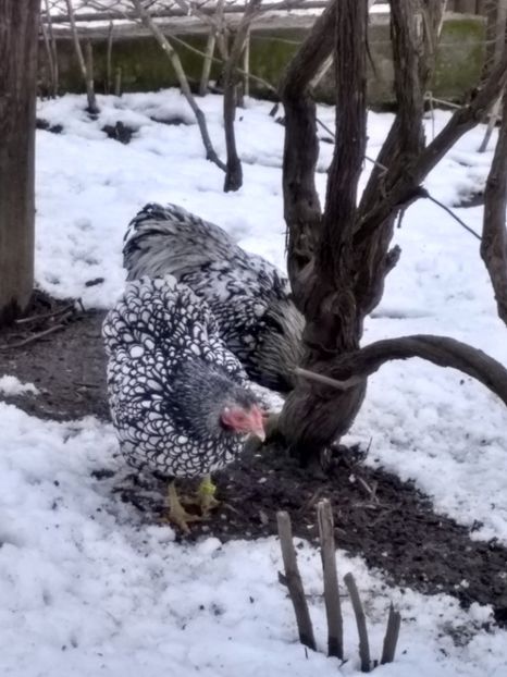  - Wyandotte argintiu pitic