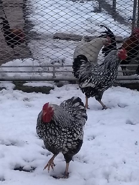  - Wyandotte argintiu pitic