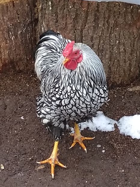  - Wyandotte argintiu pitic