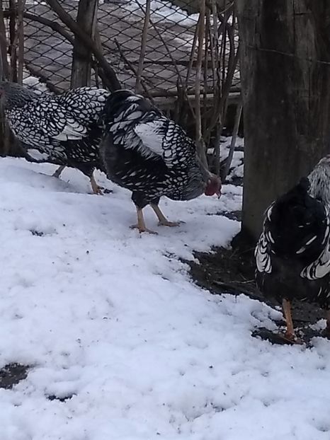  - Wyandotte argintiu pitic