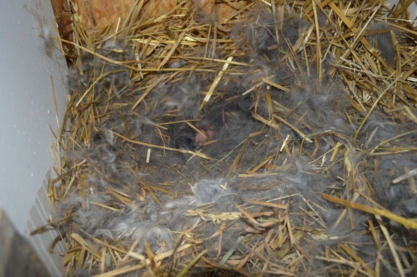 cuib berbec  german - c femela nr 4 aguti