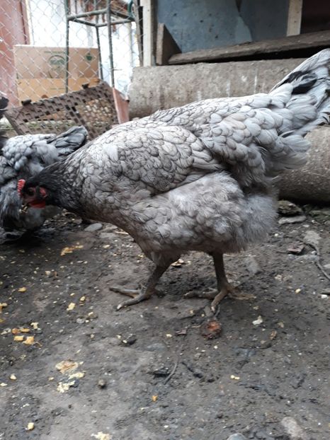  - DE VÂNZARE JERSEY GIANT NEGRE ALBASTRE ȘI SPLASH PUICE 2017