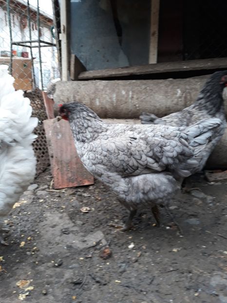  - DE VÂNZARE JERSEY GIANT NEGRE ALBASTRE ȘI SPLASH PUICE 2017