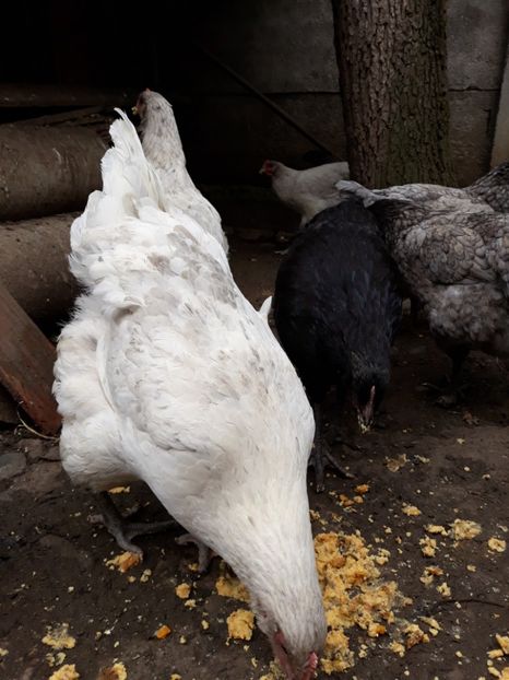  - DE VÂNZARE JERSEY GIANT NEGRE ALBASTRE ȘI SPLASH PUICE 2017