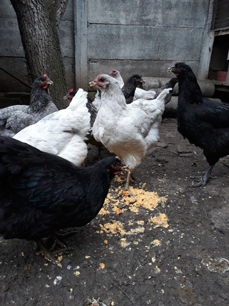  - DE VÂNZARE JERSEY GIANT NEGRE ALBASTRE ȘI SPLASH PUICE 2017